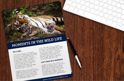 4OVER4.COM Newsletter Designs That Inspire, customer work 4